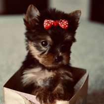 Щеночки Йорк Терьеры, в Кирове