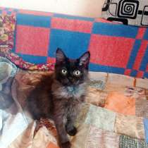 Котёнок, в Миассе