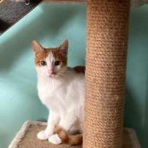 Котята в дар (рыженькие и трехцветка), в Мытищи