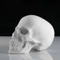 Гипсовая голова череп, в Воронеже