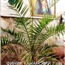 Очень красивые большие пальмы, в Краснодаре