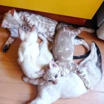 Продам котят бенгалов, в г.Брест