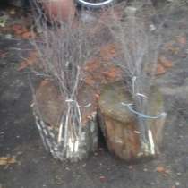 Для уборки, в Пскове