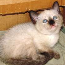 Сиамский котёнок, в Крымске