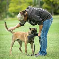Догситтер, в Москве