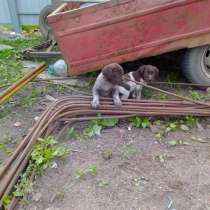 Продаю щенков курцхаар, дратхар, в Новочеркасске