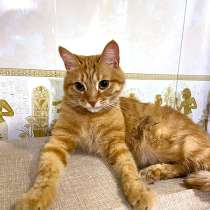 Степа, милый, трогательный котик-подросток в добрые руки, в Москве