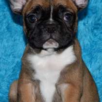 Французский бульдог, в г.Фульда