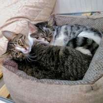 Братья-неразлучники Белый и Пятнышко ищут дом, в Москве