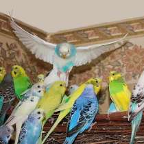 Волнистый попугай(попугайчики), в Москве