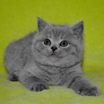 Британские котята, в Москве