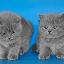 Британские котята, в Москве