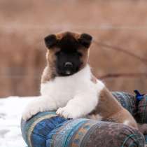 Puppy American Akita, в г.Гродно