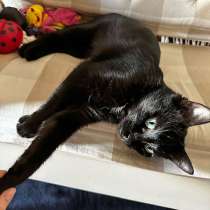 Черная красавица Клеопатра ищет любящую семью, в Санкт-Петербурге