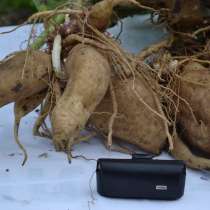 Якон - сахароснижающее растение, в Пятигорске