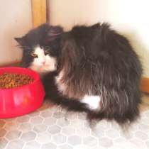 Безумно ласковая кошечка Мулан, в Санкт-Петербурге