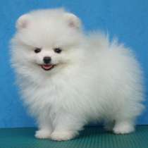 ПРОДАМ щенков Шпица, в Симферополе