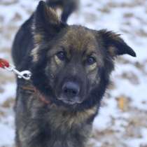 Макс. Собака-суетолог, в Москве