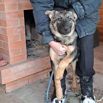 Умная ласковая Белла, метис овчарки в добрые руки, в Москве
