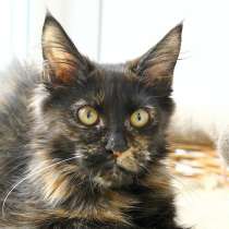 Девочка Мейн-Кун Фортуна, в Санкт-Петербурге