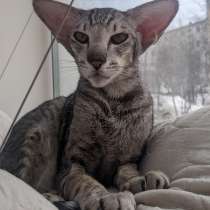 Pet sitter, котоняня, выездная няня для кота, зооняня, в г.Тбилиси