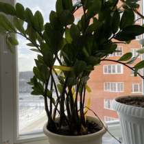 Цветок, в Чехове