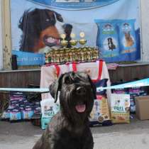Всеукраинская выставка собак 2021, в г.Сумы