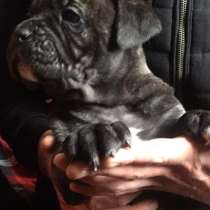 Იყიდება კანე კორსოს ლეკვები, в г.Тбилиси