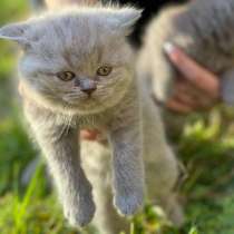 Шотландские котята, полтора месяца, в г.Милан