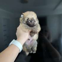 Щенок померанца, в г.Франкфурт-на-Майне