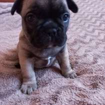 Продам цуцення (дівчинка), в г.Бердичев