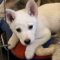 Отдам щенка в добрые руки, в Лобне