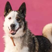 Красивый и уверенный в себе молодой пёс, в Санкт-Петербурге