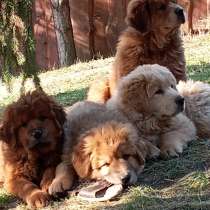 Щенки Тибетского мастифа, в г.Ужгород