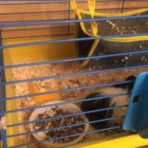 Клетка, в Владимире