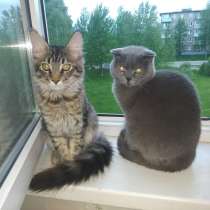 Продам хорошего котенка, в Воскресенске