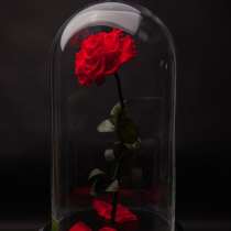ЖИВАЯ и НЕУВЯДАЮЩАЯ РОЗА в колбе из сказки Красавица и чудов, в Ростове-на-Дону