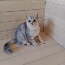Серебристый котик, в Уфе