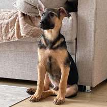 Милашка Красавчик, веселый, умный щеночек в добрые руки, в Санкт-Петербурге