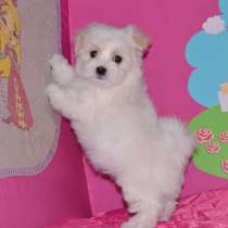 Щеночки Мальтезе, в Кирове