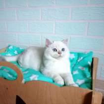 Продаю симпатичного кота (мальчик). Порода британская (BSH), в г.Вроцлав