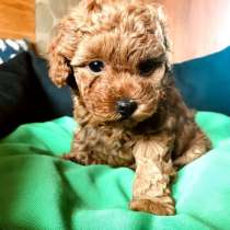 Малыши той пудель, в г.Белая Церковь