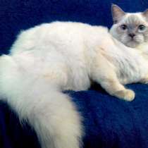 Кошка породы Ragdoll (Тряпичная кукла), в Первоуральске