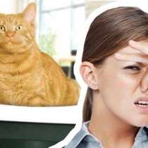 Озонирование от вирусов и запахов, в Тюмени