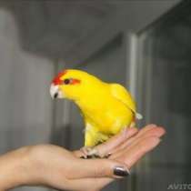 Какарики ручные попугаи, в Калининграде