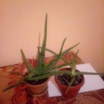 Продам Алоэ Вера лекарственный, в г.Алматы