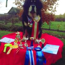 Щенки тибетского мастифа от чемпионов породы, в Москве