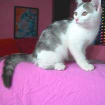 Замурчательная девочка 3 мес. лоток знает, в г.Усть-Каменогорск