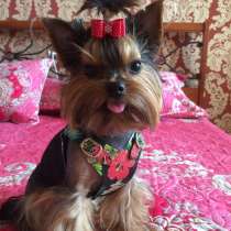 Йоркширский терьер, в Воронеже