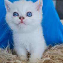 Британские и шотдандские котята, в г.Нетания